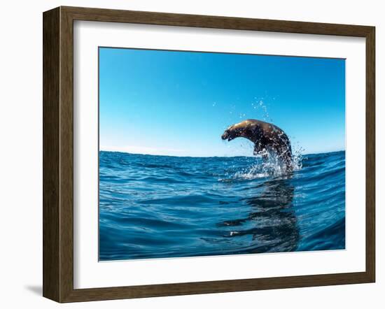 Excited California sea lion (Zalophus californianus), leaping from the water, Isla San Pedro Martir-Michael Nolan-Framed Photographic Print