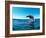 Excited California sea lion (Zalophus californianus), leaping from the water, Isla San Pedro Martir-Michael Nolan-Framed Photographic Print