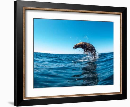 Excited California sea lion (Zalophus californianus), leaping from the water, Isla San Pedro Martir-Michael Nolan-Framed Photographic Print