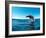 Excited California sea lion (Zalophus californianus), leaping from the water, Isla San Pedro Martir-Michael Nolan-Framed Photographic Print