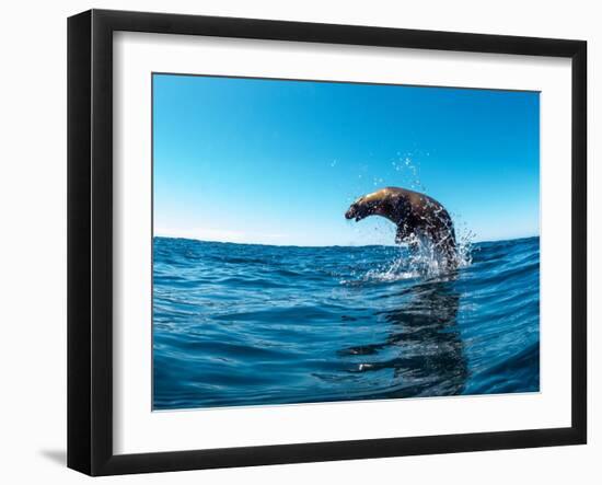 Excited California sea lion (Zalophus californianus), leaping from the water, Isla San Pedro Martir-Michael Nolan-Framed Photographic Print