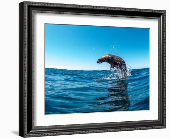 Excited California sea lion (Zalophus californianus), leaping from the water, Isla San Pedro Martir-Michael Nolan-Framed Photographic Print
