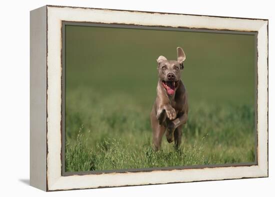 Excited Weimaraner Running in Field-DLILLC-Framed Premier Image Canvas