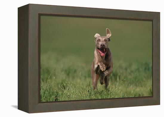 Excited Weimaraner Running in Field-DLILLC-Framed Premier Image Canvas