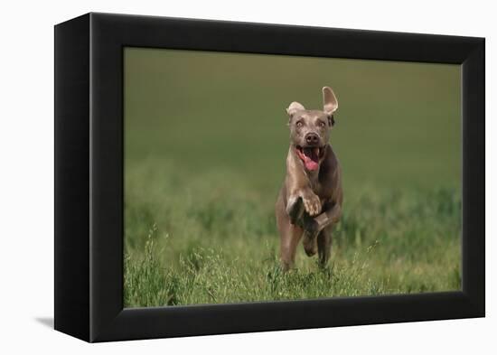 Excited Weimaraner Running in Field-DLILLC-Framed Premier Image Canvas