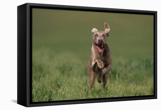 Excited Weimaraner Running in Field-DLILLC-Framed Premier Image Canvas