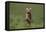 Excited Weimaraner Running in Field-DLILLC-Framed Premier Image Canvas