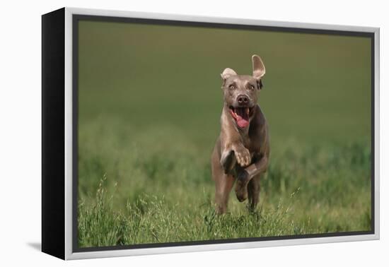 Excited Weimaraner Running in Field-DLILLC-Framed Premier Image Canvas