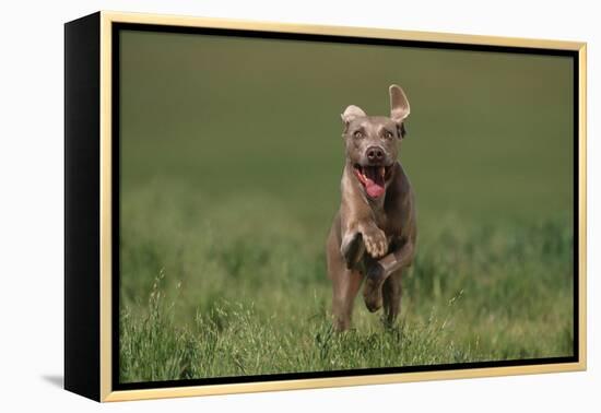 Excited Weimaraner Running in Field-DLILLC-Framed Premier Image Canvas
