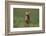 Excited Weimaraner Running in Field-DLILLC-Framed Photographic Print