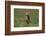 Excited Weimaraner Running in Field-DLILLC-Framed Photographic Print