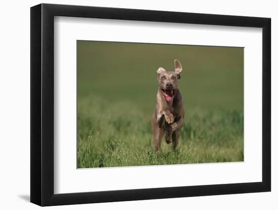 Excited Weimaraner Running in Field-DLILLC-Framed Photographic Print