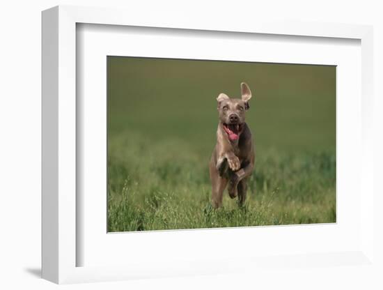 Excited Weimaraner Running in Field-DLILLC-Framed Photographic Print