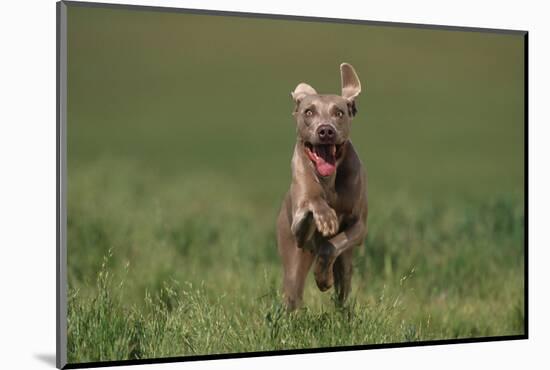 Excited Weimaraner Running in Field-DLILLC-Mounted Photographic Print