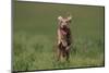 Excited Weimaraner Running in Field-DLILLC-Mounted Photographic Print