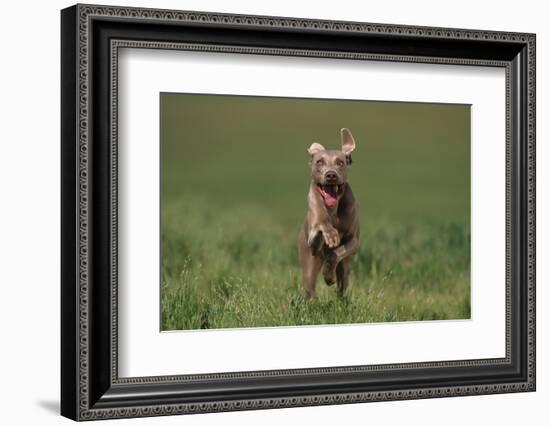 Excited Weimaraner Running in Field-DLILLC-Framed Photographic Print