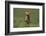 Excited Weimaraner Running in Field-DLILLC-Framed Photographic Print