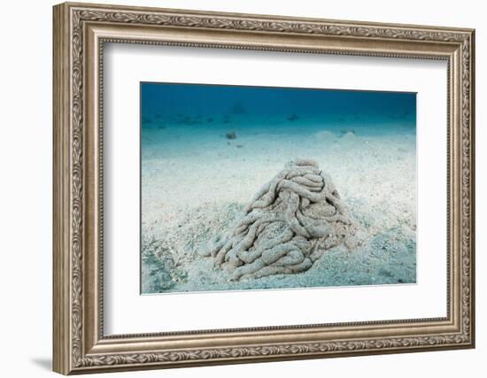 Excrement from a Sea Cucumber (Holothuroidea)-Reinhard Dirscherl-Framed Photographic Print