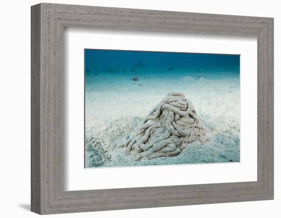 Excrement from a Sea Cucumber (Holothuroidea)-Reinhard Dirscherl-Framed Photographic Print