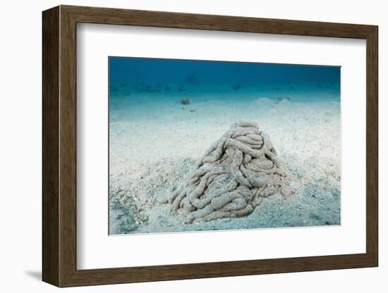 Excrement from a Sea Cucumber (Holothuroidea)-Reinhard Dirscherl-Framed Photographic Print