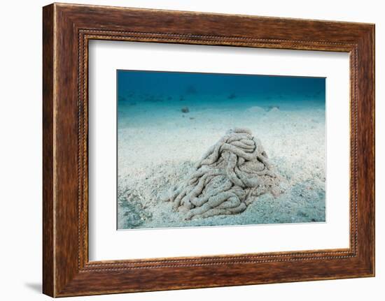 Excrement from a Sea Cucumber (Holothuroidea)-Reinhard Dirscherl-Framed Photographic Print