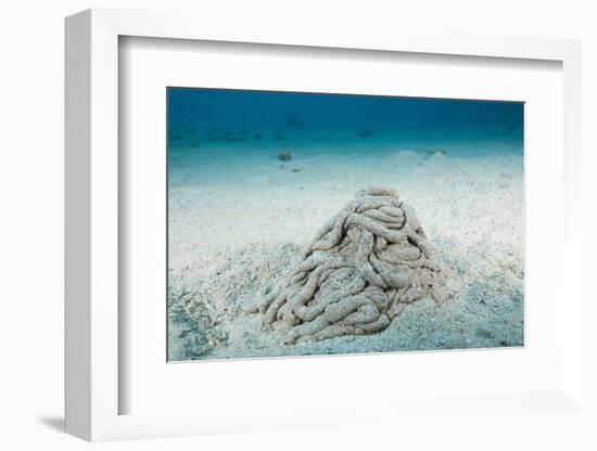 Excrement from a Sea Cucumber (Holothuroidea)-Reinhard Dirscherl-Framed Photographic Print