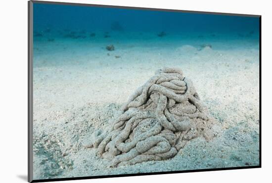 Excrement from a Sea Cucumber (Holothuroidea)-Reinhard Dirscherl-Mounted Photographic Print