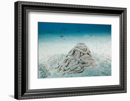 Excrement from a Sea Cucumber (Holothuroidea)-Reinhard Dirscherl-Framed Photographic Print