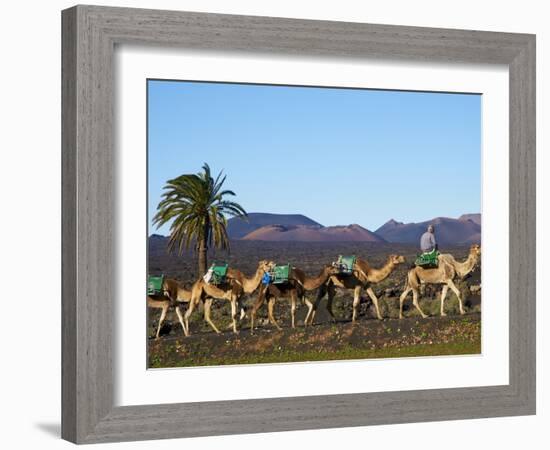 Excursion By Camel to Visit Volcano, National Park of Timanfaya, Lanzarote, Canary Islands, Spain-null-Framed Photographic Print