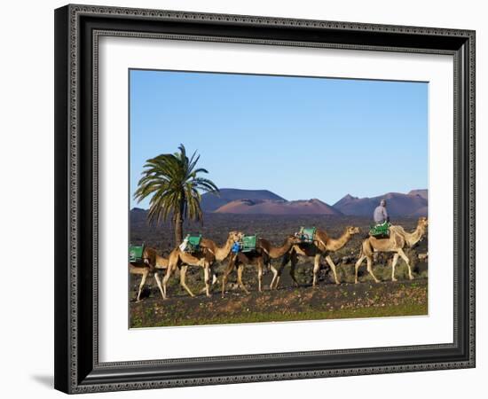 Excursion By Camel to Visit Volcano, National Park of Timanfaya, Lanzarote, Canary Islands, Spain-null-Framed Photographic Print