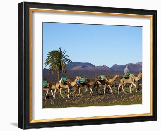 Excursion By Camel to Visit Volcano, National Park of Timanfaya, Lanzarote, Canary Islands, Spain-null-Framed Photographic Print