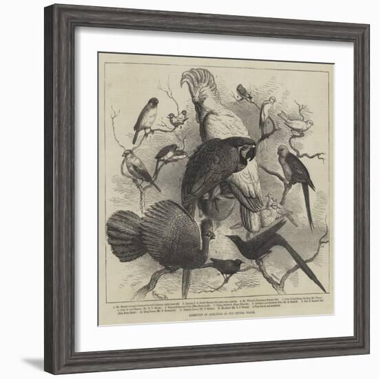 Exhibition of Cage-Birds at the Crystal Palace-null-Framed Giclee Print