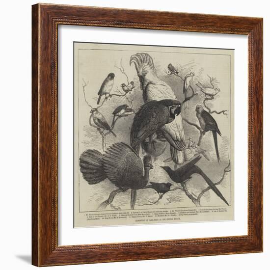 Exhibition of Cage-Birds at the Crystal Palace--Framed Giclee Print