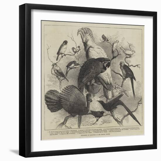 Exhibition of Cage-Birds at the Crystal Palace-null-Framed Giclee Print