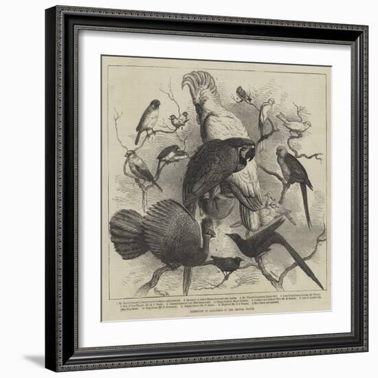 Exhibition of Cage-Birds at the Crystal Palace-null-Framed Giclee Print