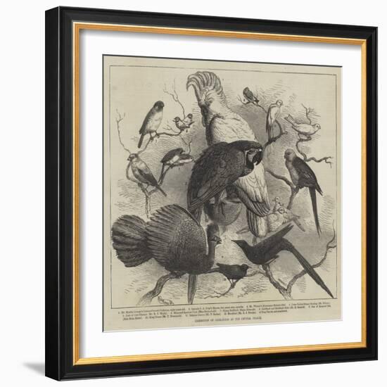 Exhibition of Cage-Birds at the Crystal Palace-null-Framed Giclee Print