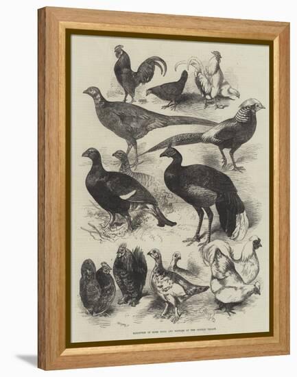 Exhibition of Game Birds and Bantams at the Crystal Palace-Harrison William Weir-Framed Premier Image Canvas