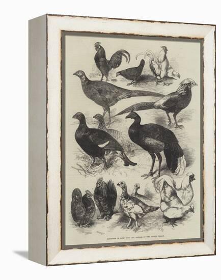 Exhibition of Game Birds and Bantams at the Crystal Palace-Harrison William Weir-Framed Premier Image Canvas