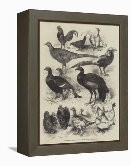 Exhibition of Game Birds and Bantams at the Crystal Palace-Harrison William Weir-Framed Premier Image Canvas