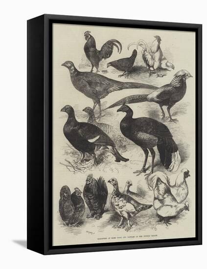 Exhibition of Game Birds and Bantams at the Crystal Palace-Harrison William Weir-Framed Premier Image Canvas