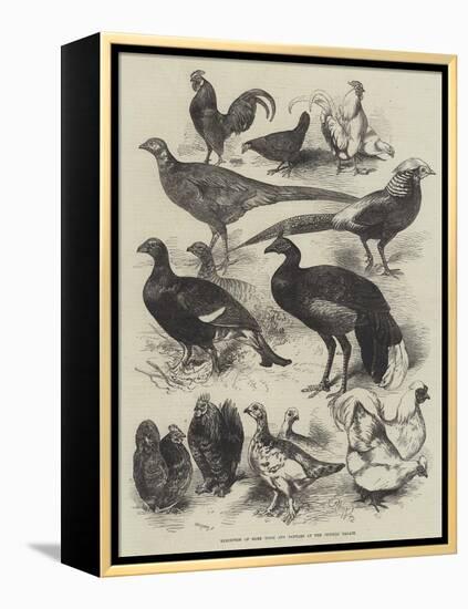 Exhibition of Game Birds and Bantams at the Crystal Palace-Harrison William Weir-Framed Premier Image Canvas