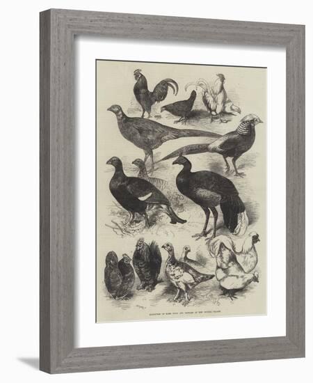 Exhibition of Game Birds and Bantams at the Crystal Palace-Harrison William Weir-Framed Giclee Print