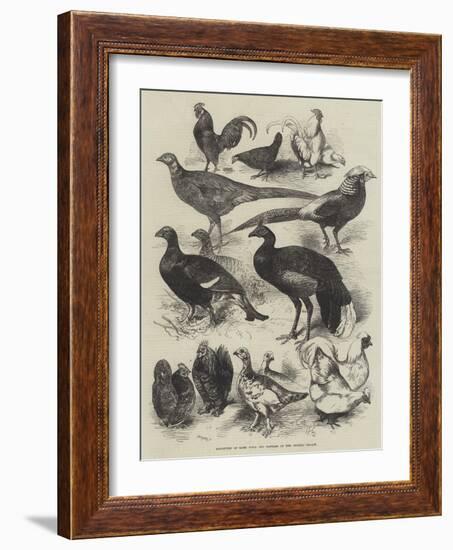 Exhibition of Game Birds and Bantams at the Crystal Palace-Harrison William Weir-Framed Giclee Print