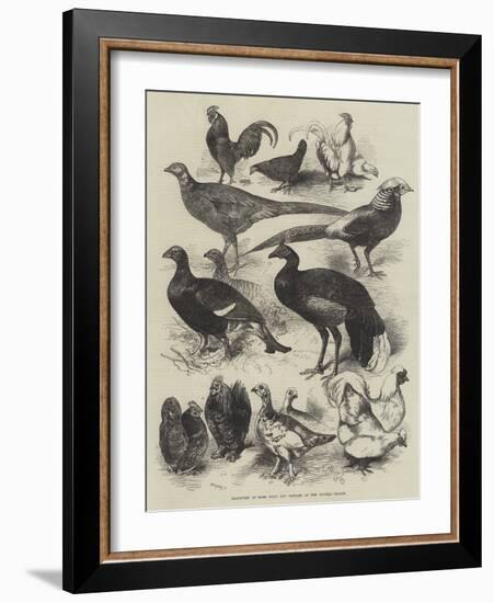 Exhibition of Game Birds and Bantams at the Crystal Palace-Harrison William Weir-Framed Giclee Print