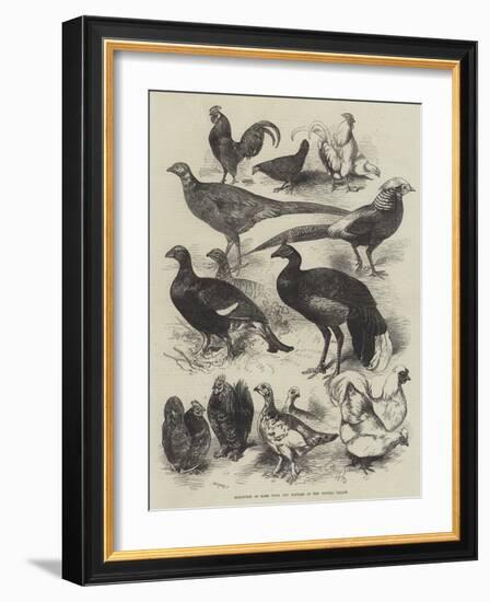 Exhibition of Game Birds and Bantams at the Crystal Palace-Harrison William Weir-Framed Giclee Print