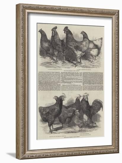 Exhibition of Poultry at Great Yarmouth-Harrison William Weir-Framed Giclee Print