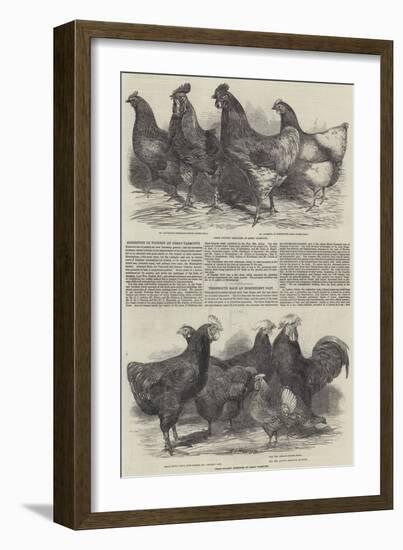 Exhibition of Poultry at Great Yarmouth-Harrison William Weir-Framed Giclee Print