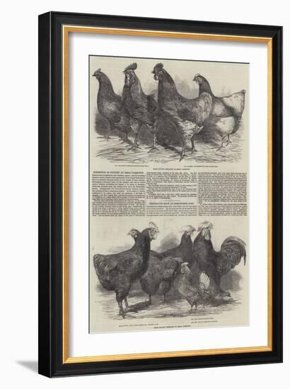 Exhibition of Poultry at Great Yarmouth-Harrison William Weir-Framed Giclee Print