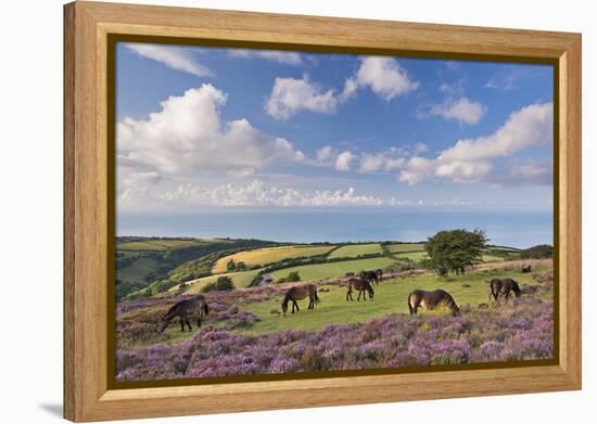 Exmoor Ponies Grazing on Heather Covered Moorland on Porlock Common, Exmoor, Somerset-Adam Burton-Framed Premier Image Canvas