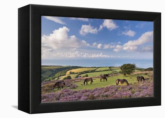 Exmoor Ponies Grazing on Heather Covered Moorland on Porlock Common, Exmoor, Somerset-Adam Burton-Framed Premier Image Canvas